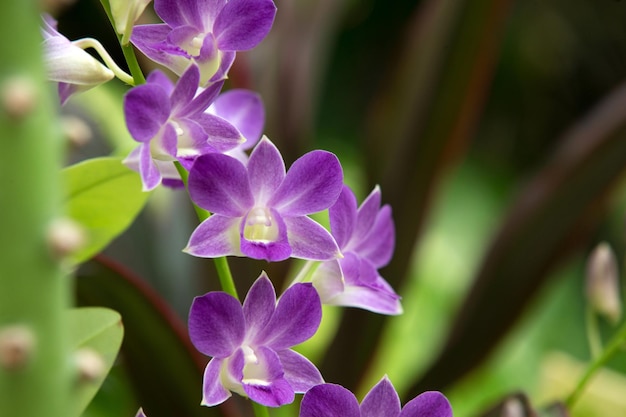 Orchid