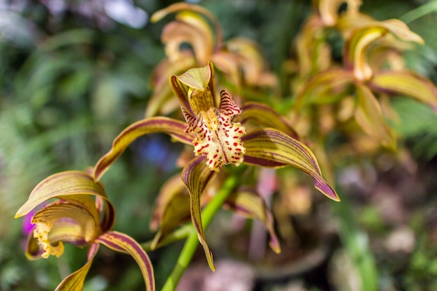 Orchidaceae in Mother's Garden