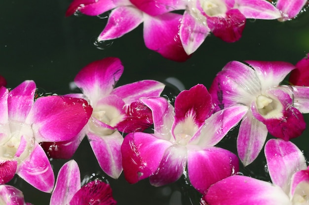 Orchids flower in water jar