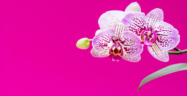 Orchids flowers purple white color closeup on bright pink