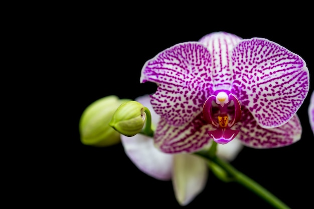 Orchids in the garden have a black background.