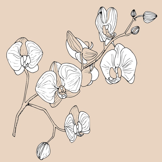 Orchids illustration on a beige