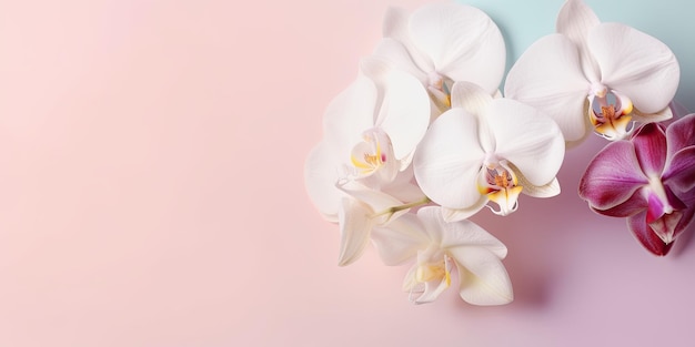 Orchids on pastel background with copy space for Mother's Day greeting background