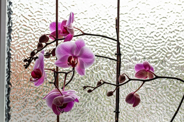 Orchids in the window