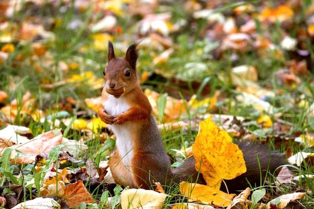 Ordinary fluffy squirrel Funny eurasian red squirrel stands in autumn foliage and holds a nut in its teeth on a blurry background