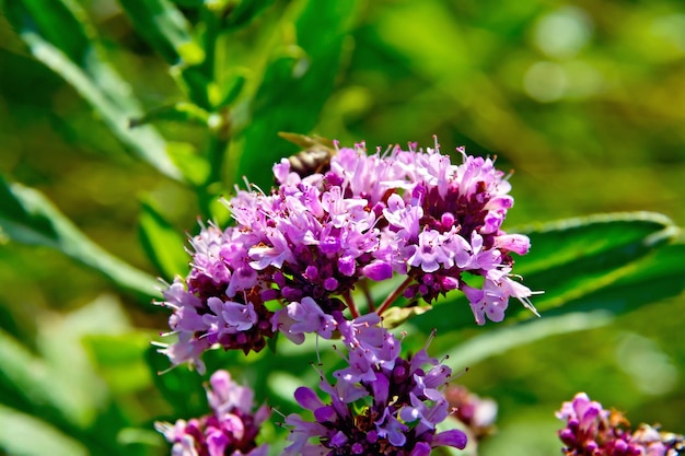 Oregano in the green grass