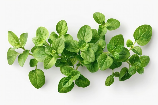 Oregano Isolated On Transparent White Background Hyperrealistic Highly Detailed Rich Details ar 32 s