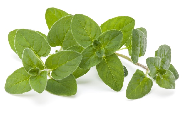 Oregano or marjoram leaves isolated on white background cutout