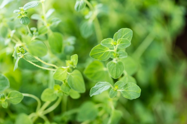 Oregano Plant closeup shot