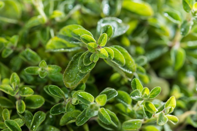 Oregano Plant closeup shot