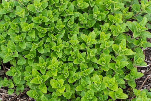 Oregano plants leaf Origanum vulgare Spice for cooking