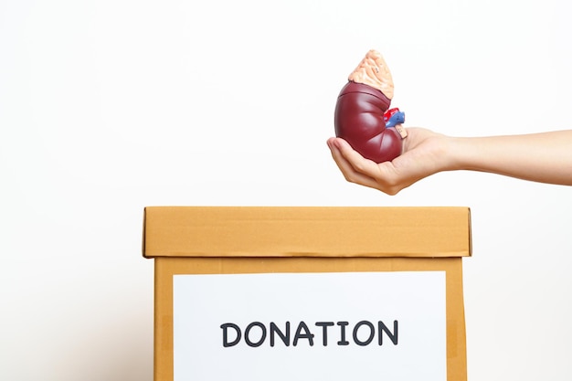 Photo organ donation charity volunteer giving concept hand holding anatomical human kidney adr