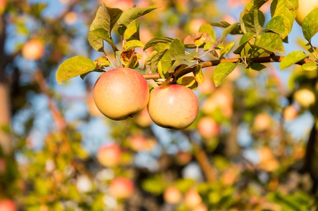 Organic apple crops farm or garden. Autumn apples harvesting season. Rich harvest concept. Apples yellow ripe fruits on branch sky background. Apples harvesting fall season. Gardening and harvesting.