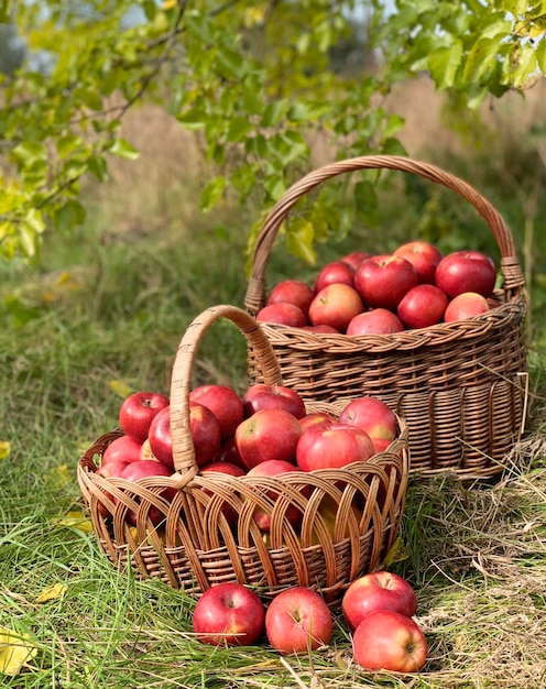 Organic Apples in a Basket. Autumn background. Harvest season concept. Organic apples close up for f