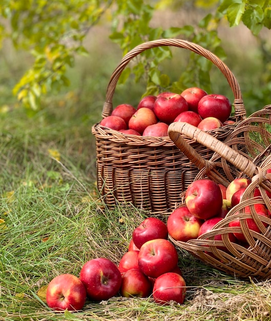 Organic Apples in a Basket. Autumn background. Harvest season concept. Organic apples close up for f