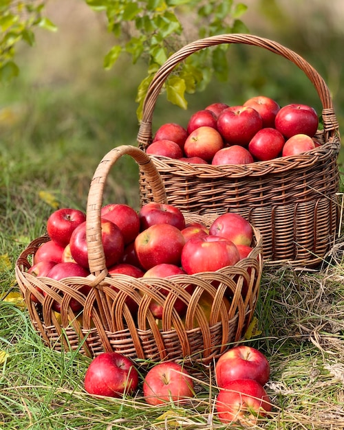 Organic Apples in a Basket. Autumn background. Harvest season concept. Organic apples close up for f