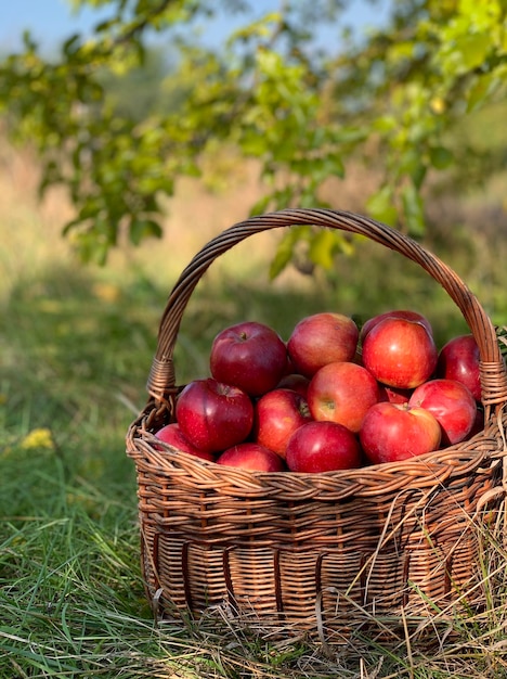 Organic Apples in a Basket. Autumn background. Harvest season concept. Organic apples close up for f