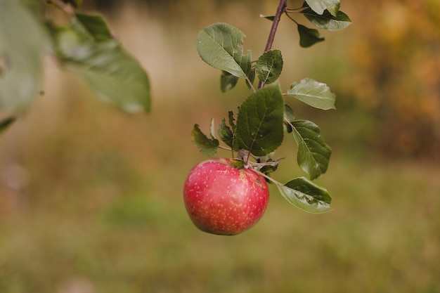 Organic apples Fruit without chemical spraying Autumn day Rural garden Ripe red apple on a tree