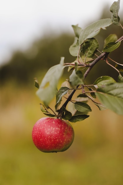 Organic apples Fruit without chemical spraying Autumn day Rural garden Ripe red apple on a tree