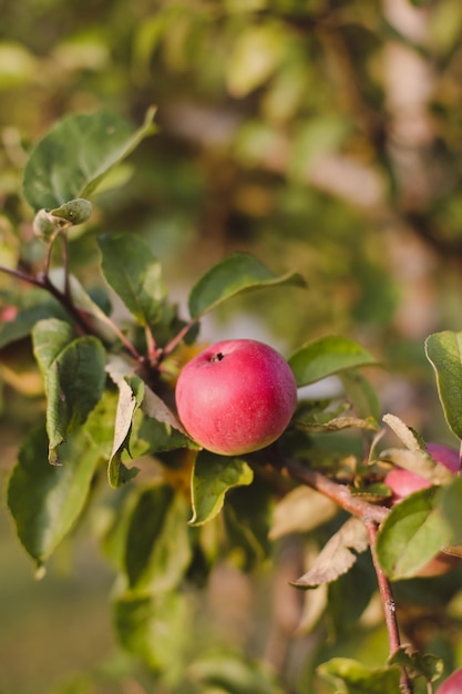 Organic apples Fruit without chemical spraying Autumn day Rural garden Ripe red apple on a tree