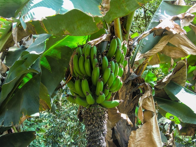 organic banana tree with a bunch of its fruit not yet ripe