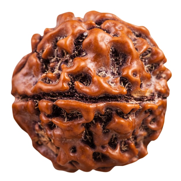 Organic bead from Rudraksha tree seed isolated