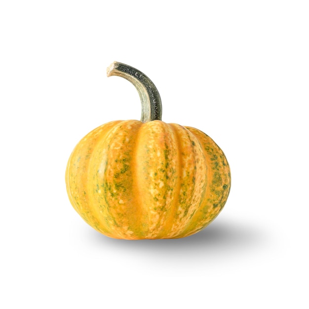 Organic big pumpkin on a white background with Halloween decorations Autumn harvest for fest