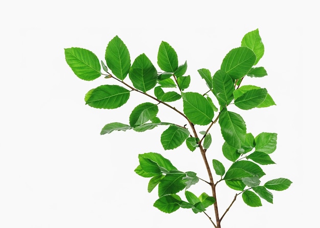 Organic Botanical Delight Leafy Green Branch on White Background Natural Foliage in Isolation