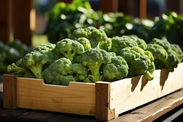 Organic broccoli in a wooden box Generative AI