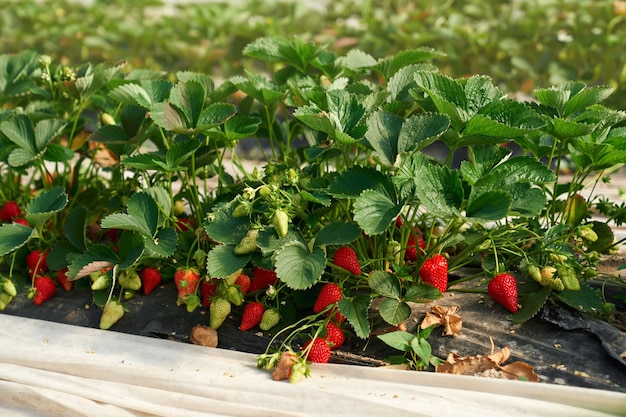 Organic bushes of strawberries ripen at greenhouse