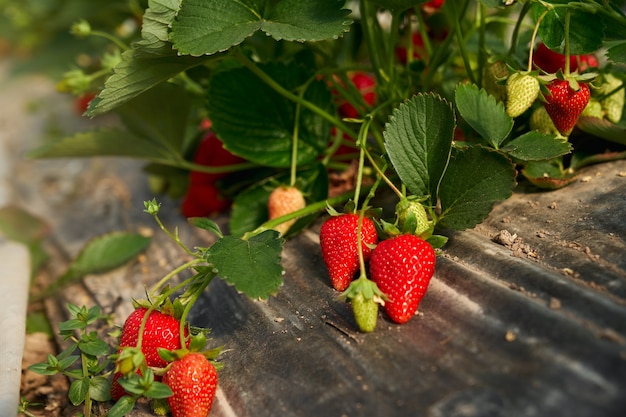 Organic bushes with sweet strawberries growing at field