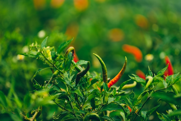 Organic chille pepper garden