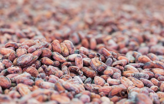 Organic cocoa beans sun drying on a farm