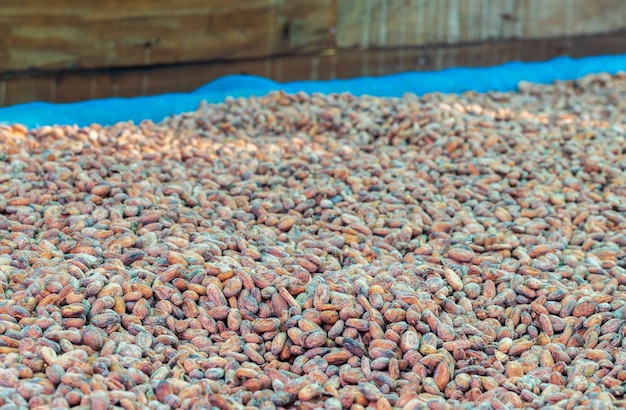 Organic cocoa beans sun drying on a farm