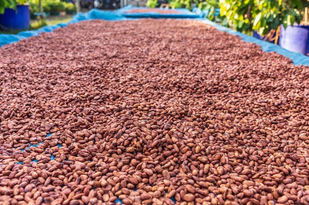 Organic cocoa beans sun drying on the farm