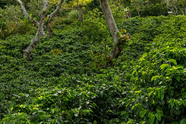 An organic coffee farm in the mountains of Panama with red coffee cherries Chiriqui highlands Panama