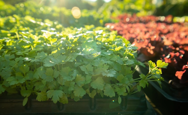 Organic coriander cilantro herb sprouts  in a light of morning sun. texture of fresh green coriander plant growing close.