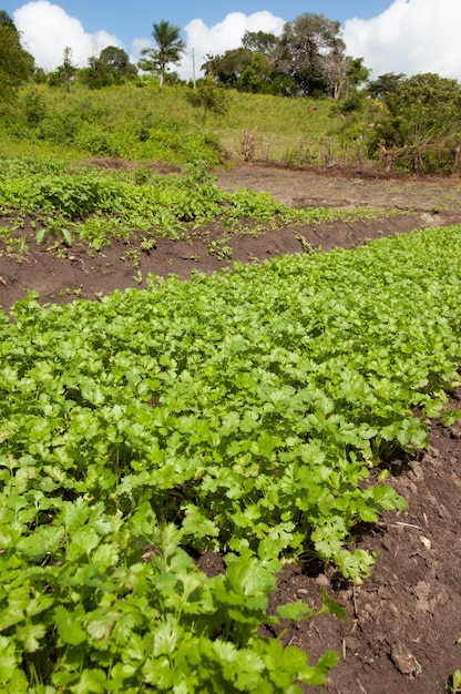 Organic coriander and farmer in Lagoa Seca Paraiba Brazil