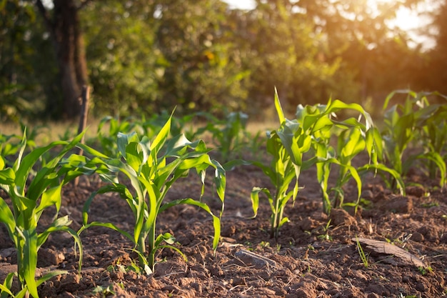 Organic corn planted in the garden with bright morning sunlight