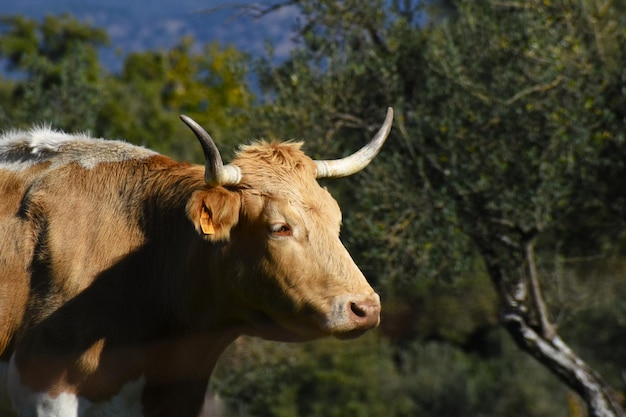 Organic cow grazing in the open air