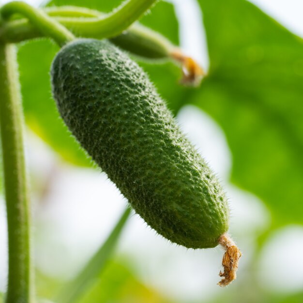 Organic cucumber growing in greenhouse on eco agricultural farm before harvest vegetables summer