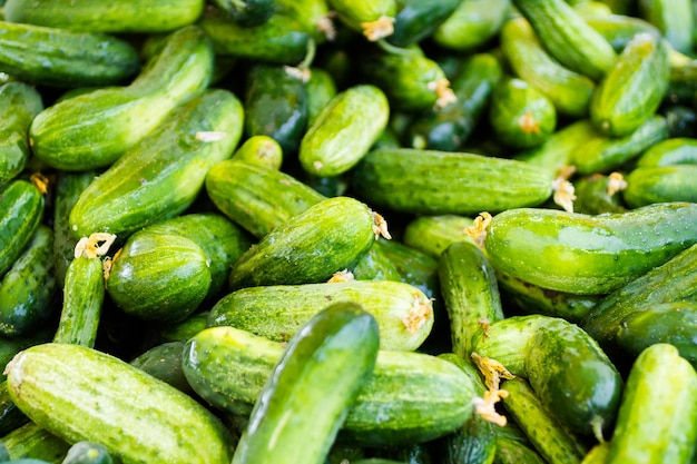 Organic cucumbers in a pile at the local farmer's  market.