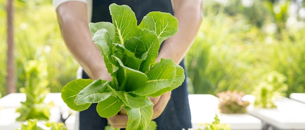 Organic farming salad farm Farmers harvest show salad vegetables Hydroponics vegetable