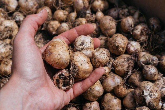 Organic food Hold in hand dirty in the ground heads of fresh garlic Delicious and useful spice