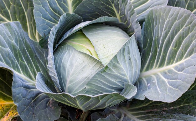 Organic fresh cabbage vegetable growing inside of an agricultural field close up top view