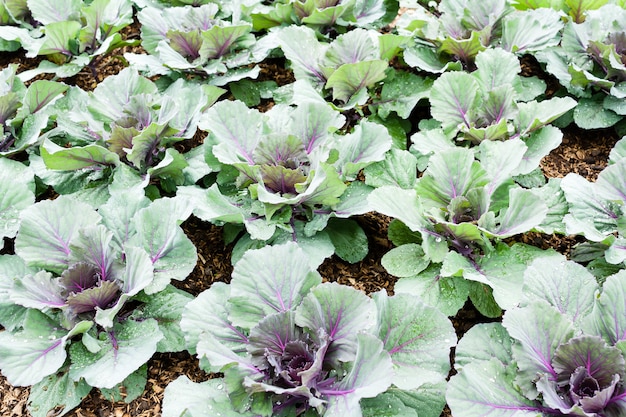 Organic fresh collard green in the garden for daily nutrition needs