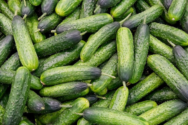 Organic fresh green Cucumbers background