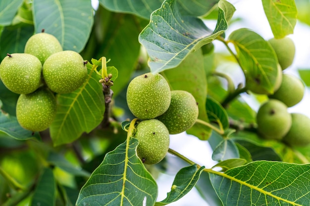 Organic fresh plant close up Green summer nuts farming