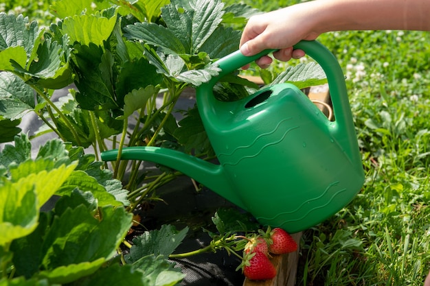 Organic garden with irrigation and small plants in garden