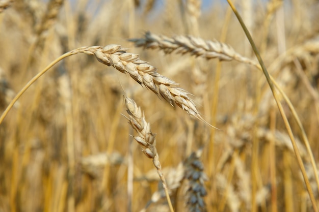 Organic golden ripe ears of wheat in field